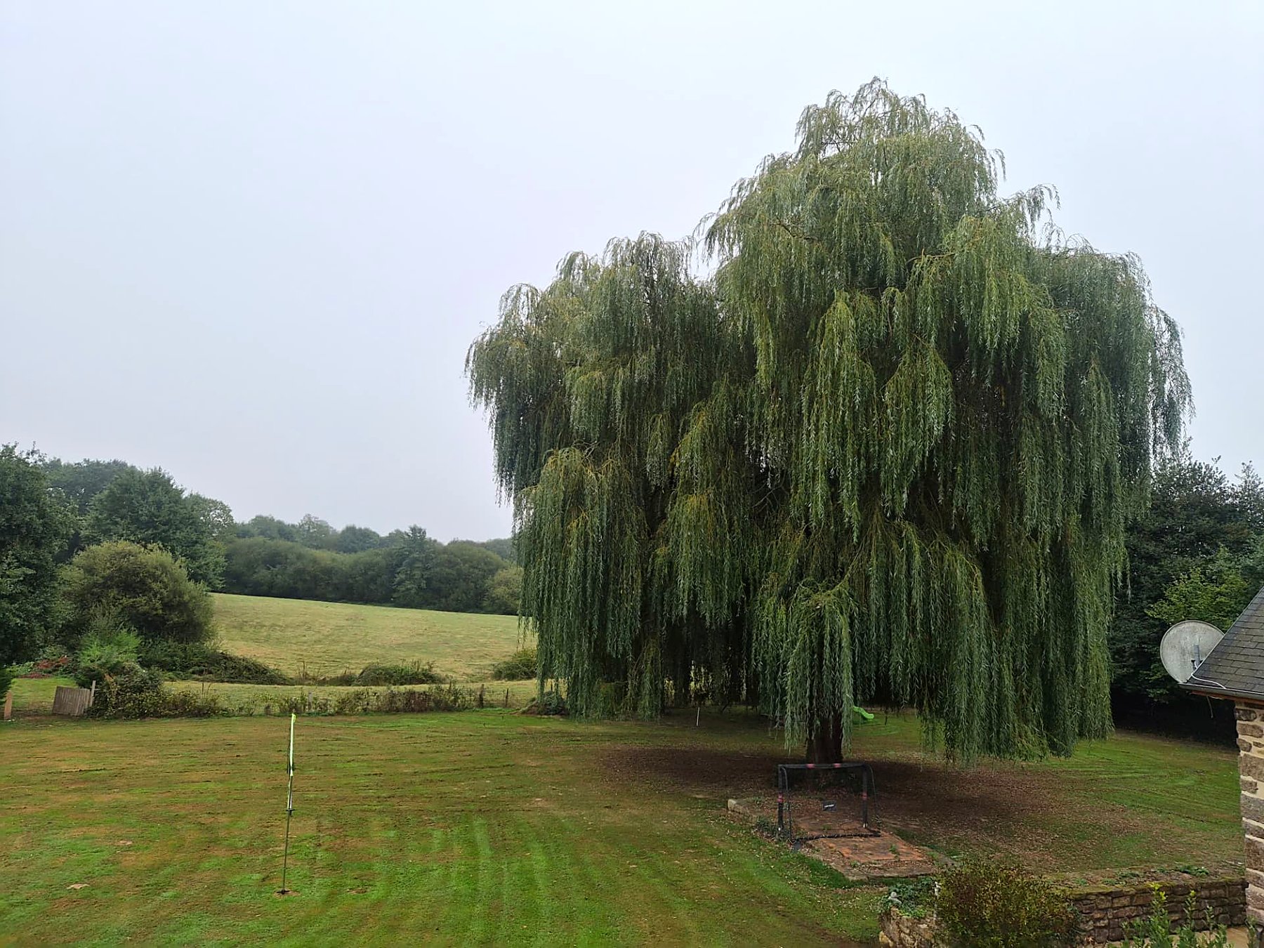 Willow tree and gardens